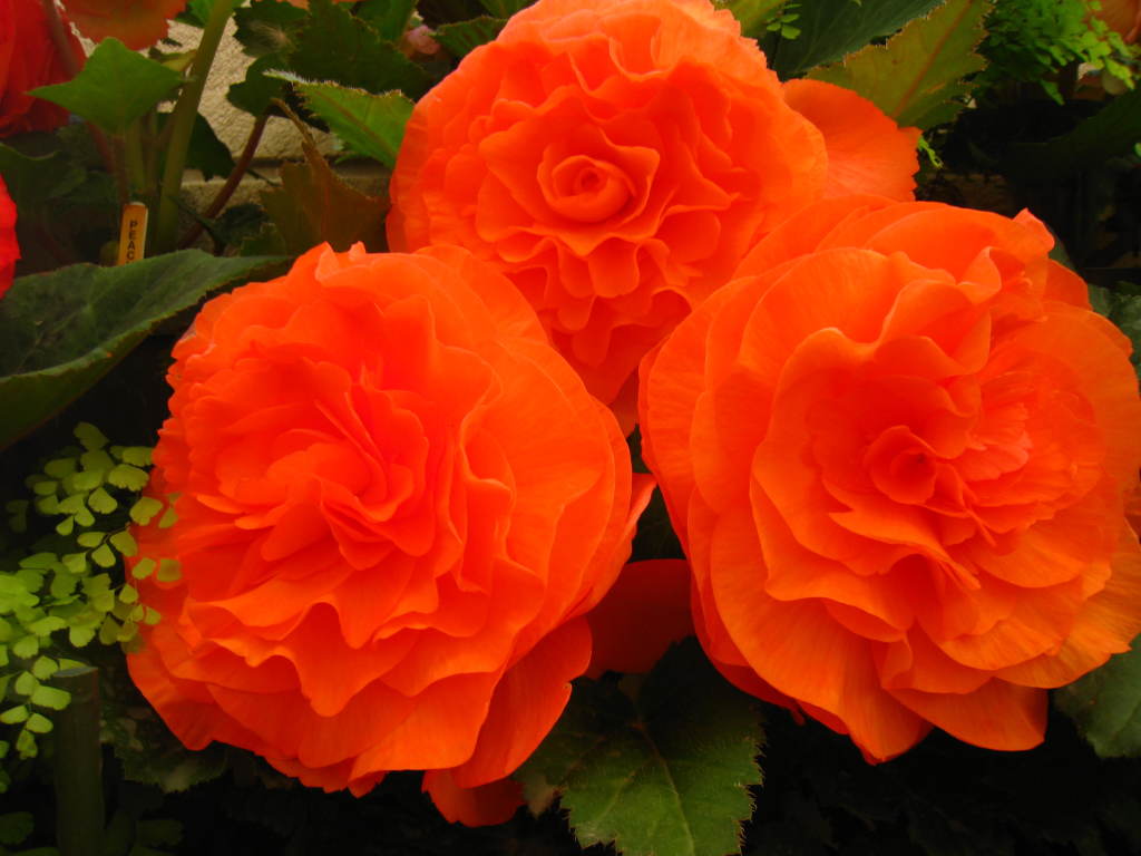 B. ‘Apricot Lovliness’